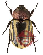 Chalcocrates felschei (A2)