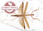 Mantidae sp. 22 (A-)