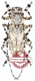 Palimna indica Breuning, 1938