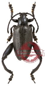 Sagra sp. 2 (5 pairs)