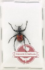 Curculionidae sp. 165