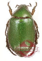 Anomala sp. 72 (5 pcs A2)