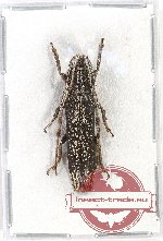 Aegoprepes cylindricus (A-)