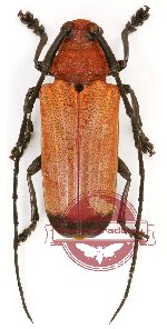 Thermonotus pasteuri Ritsema, 1890 (5 pcs)