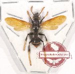 Polistes sp. 11 (5 pcs)