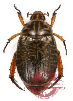 Callistethus tigrinus (A2)