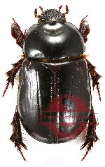 Cheiroplatys laevicollis