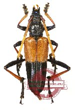 Pachyteria rugosicollis