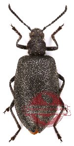 Lagriidae sp. 1 (A-)