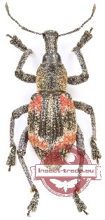 Rhinoscapha humboldtiana