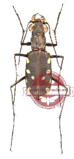 Calomera durvillei (A2)