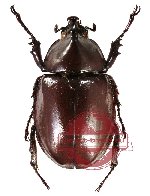 Xylotrupes striatopunctatus (5 pcs)