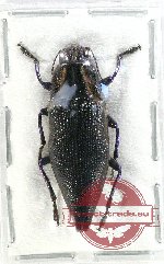 Cyphogastra (s.str.) sp. 32 (5 pcs)