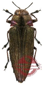 Belionota fallaciosa (A2)