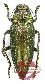 Chrysodema (s.str.) instabilis (green form) (A2)
