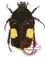 Clinteria atra ssp. vidua