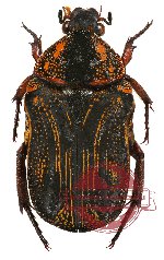 Glycyphana (Caloglycyphana) papua ssp. (A-)