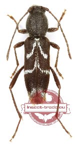 Chlorophorus sartor (A2)