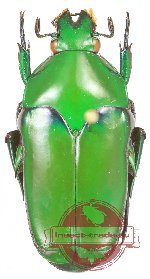 Ischiopsopha (s.str.) hyla (5 pcs)