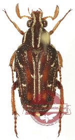 Euselates (s.str.) goryi