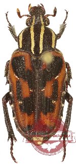 Euselates (s.str.) goryi (5 pcs)