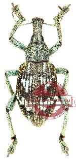 Rhinoscapha sp. 6 (5 pcs)