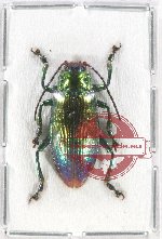 Promechus sp. 5 (A-)