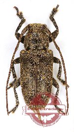 Lamiinae sp. 28