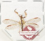 Mantispidae sp. 15