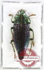 Cyphogastra (s.str.) staudingeri holynskii (A2) PARATYPE