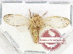 Cicadidae sp. 86 (A2)
