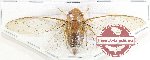 Cicadidae sp. 91 (A-)