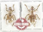 Scientific lot no. 1079 Curculionidae (2 pcs - 1 pc A2)