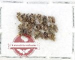 Scientific lot no. 1067 Curculionidae (25 pcs)