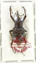 Scientific lot no. 1061 Curculionidae (1 pc)