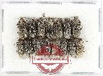 Scientific lot no. 1060 Curculionidae (15 pcs)
