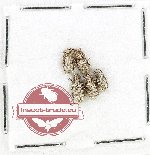 Scientific lot no. 1072 Curculionidae (5 pcs)