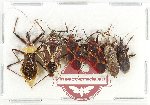 Scientific lot no. 1508 Heteroptera (6 pcs A2)