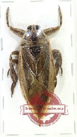 Lethocerus sp. 7