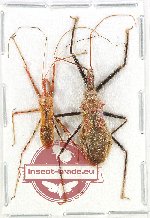 Scientific lot no. 1511 Heteroptera (2 pcs)