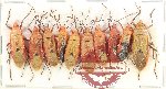 Scientific lot no. 1518 Heteroptera (10 pcs)