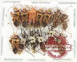 Scientific lot no. 1509 Heteroptera (13 pcs)