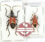 Scientific lot no. 1516 Heteroptera (2 pcs)