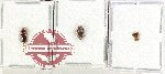 Scientific lot no. 215 Scolytidae (4 pcs)