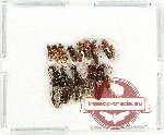 Scientific lot no. 247 Staphylinidae (15 pcs)