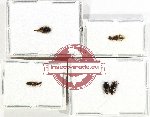 Scientific lot no. 248 Staphylinidae (5 pcs)