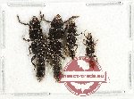 Scientific lot no. 246 Staphylinidae (4 pcs)