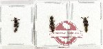 Scientific lot no. 245 Staphylinidae (3 pcs)