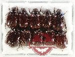 Scientific lot no. 293 Melolonthinae (Apogonia spp.) (10 pcs)