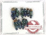 Scientific lot no. 138 Buprestidae (10 pcs)